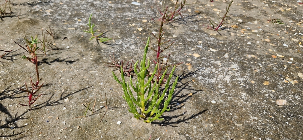 Salicornia europaea; photograph (c) Jens-Christian Svenning, some rights reserved (CC BY)