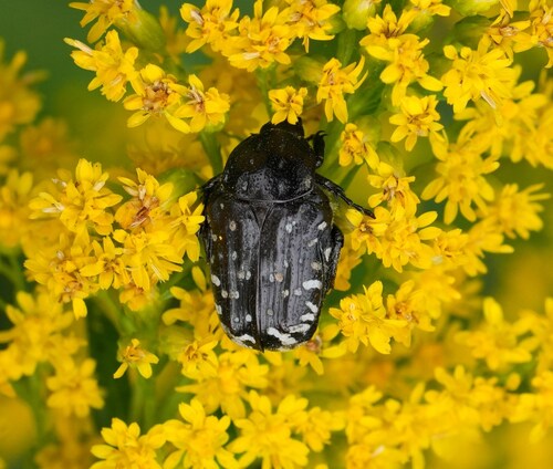 Mediterranean Spotted Chafer