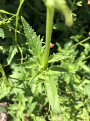 Scrophularia californica