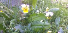 Viola arvensis