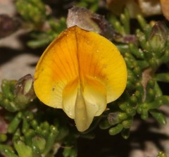 Aspalathus pedicellata