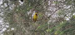 Ploceus castanops
