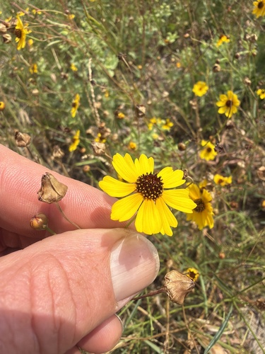 plains coreopsis