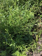 Scrophularia californica