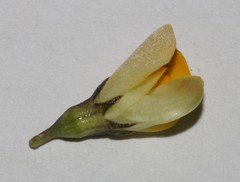 Aspalathus pedicellata