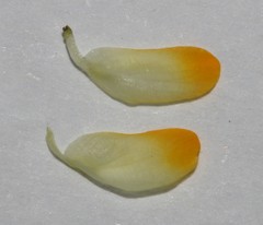 Aspalathus pedicellata