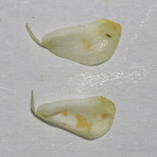 Image of Aspalathus pedicellata by (c) Brian du Preez, some rights reserved (CC BY-SA)