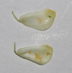 Aspalathus pedicellata