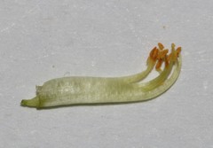 Aspalathus pedicellata