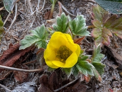 (c) Charlotte Kirchner, some rights reserved (CC BY) Potentilla hyparctica, photograph (c) Charlotte Kirchner, some rights reserved (CC BY)