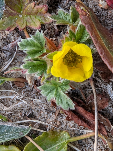 Potentilla hyparctica, photograph 3
