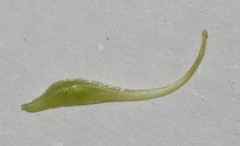 Aspalathus pedicellata