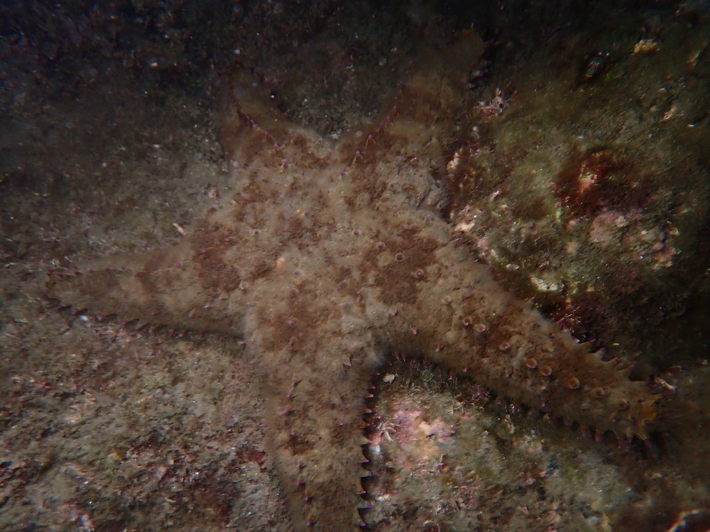 Sheriff-badge Sea Star