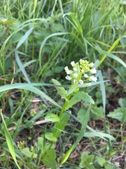 Lepidium campestre