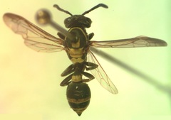 Polybia occidentalis bohemani