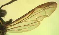 Polybia occidentalis bohemani