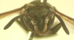 Polybia occidentalis bohemani