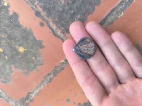 Pseudamussium clavatum, 2026-08-08