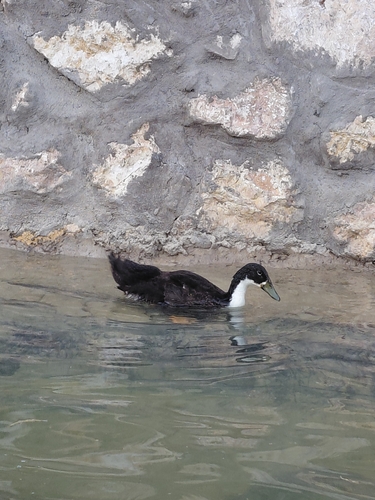 Domestic Mallard