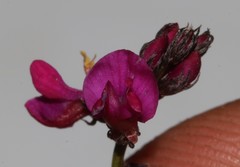 Indigofera sp-aff-humifusa