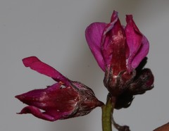 Indigofera sp-aff-humifusa
