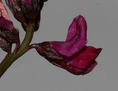 Indigofera sp-aff-humifusa