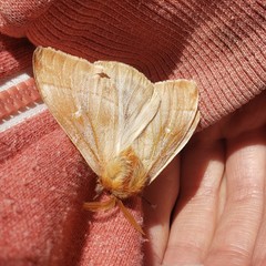 Ormiscodes cinnamomea