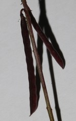 Indigofera sp-aff-humifusa