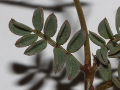Indigofera sp-aff-humifusa