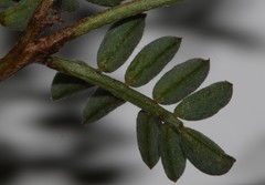 Indigofera sp-aff-humifusa
