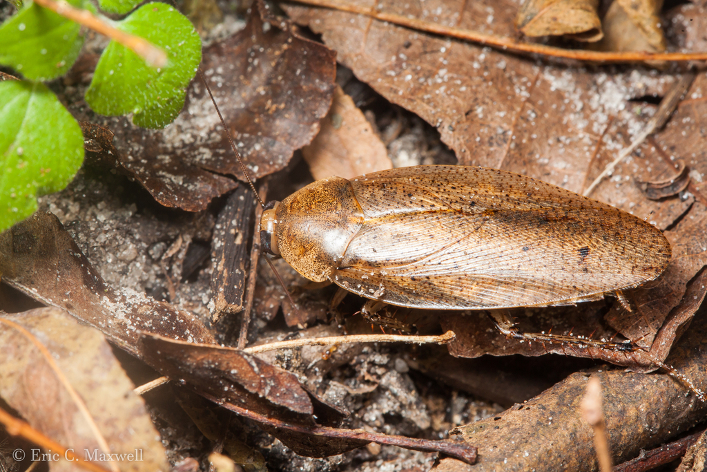 Epilampra abdomennigrum
