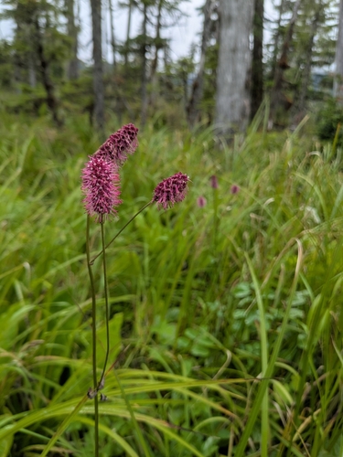 Sanguisorba menziesii, photograph 3