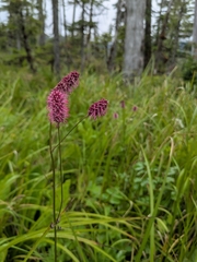 Sanguisorba menziesii, photograph author not stated, no rights reserved