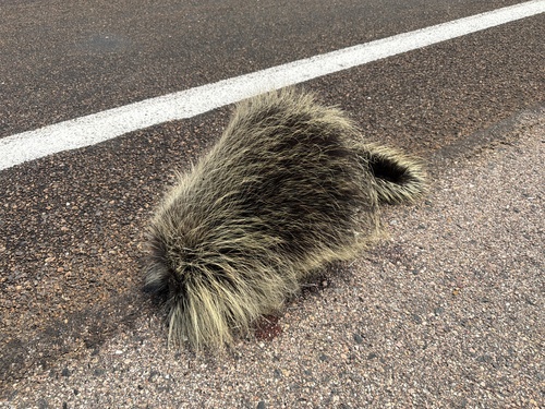 North American Porcupine