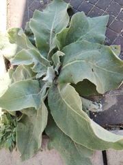 Verbascum thapsus