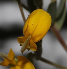 Rafnia diffusa