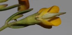 Rafnia diffusa
