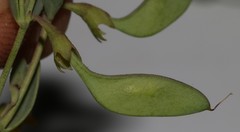 Rafnia diffusa
