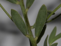 Rafnia diffusa