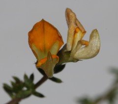 Aspalathus divaricata divaricata