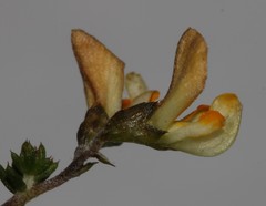 Aspalathus divaricata divaricata