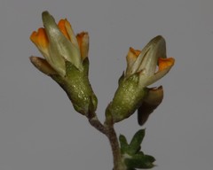 Aspalathus divaricata divaricata