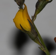 Lebeckia pauciflora
