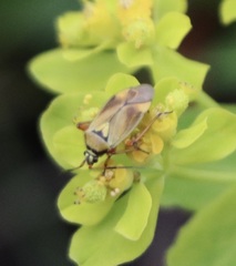 Brachycoleus pilicornis