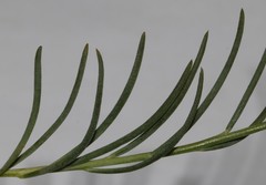 Lebeckia pauciflora