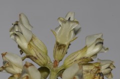 Psoralea striata