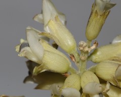 Psoralea striata
