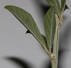 Psoralea striata