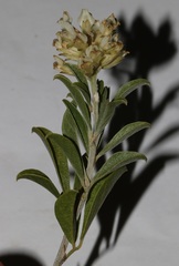 Psoralea striata