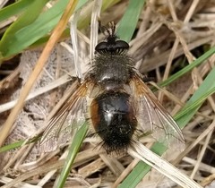 Tachina lurida